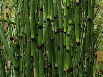 Cavalinha - Equisetum-SP