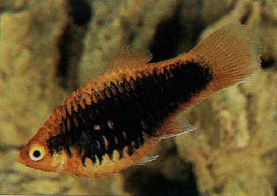 Hidropisia em peixes ornamentais