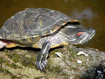 Tartaruga de orelha vermelha - Trachemys scripta elegans