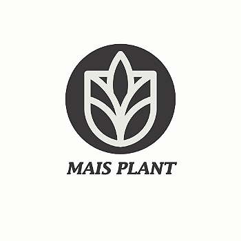 Mais Plant