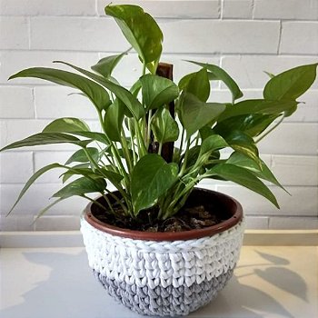 Cachepô para plantas