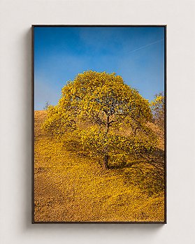 Quadro Fine Art Ipê-amarelo - 90 x 60 cm