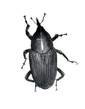 Rhyncophorus palmarum