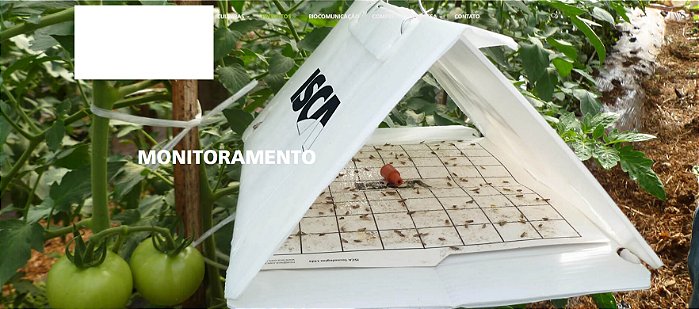 feromonio Tuta absoluta feromonio da traça dos tomates
