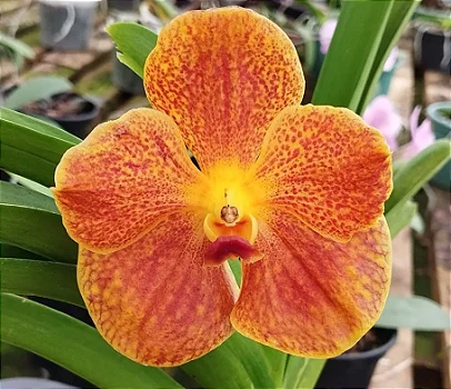 Ascocenda Laranja