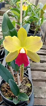 Blc. Chinese Bronze x Blc. Toshie Aoki