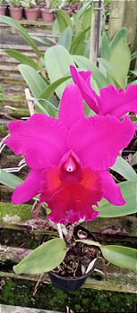 Blc. Edisto Newberry