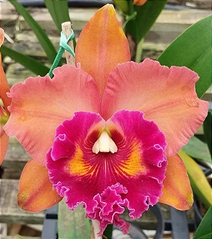 Blc. Edisto Newberry x Blc. Chunyeah