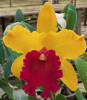 Blc. Exotic Apricot