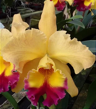 Blc. Exotic Dream