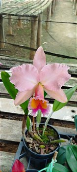 Blc. George King Serendipty
