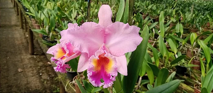 Blc. George King Serendipty