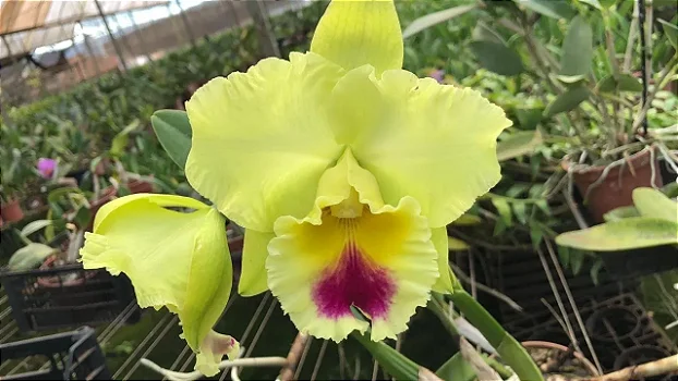 Blc. Goldenzelle Lemon Chiffon
