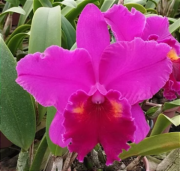 Blc. Heron's Roon "Grapeland"