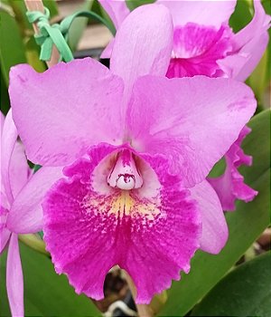 Blc. Hsinying Pink Doll