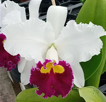 Lc. Sheila Lauterbach (mudas)