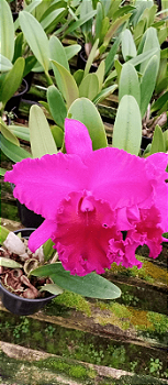 Blc. João Paulo Fontes