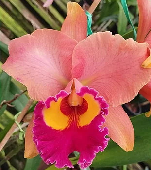 Blc. Maripá