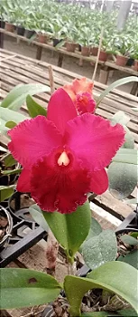 Blc. Miriam Suzuki "Red Stone"