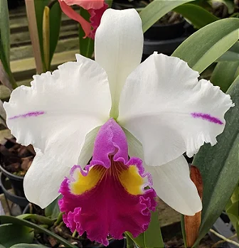 Blc. Mirian Suzuki x Lc. Remo Prada Crown