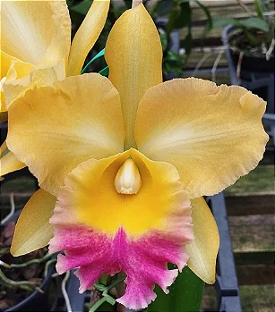 Blc. Turandot x Blc. Orange Show x Blc. Chunyeah
