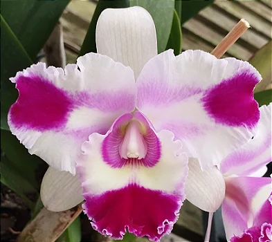 Blc. Nobiles Flash