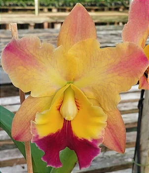 Blc. Nobile's Golden Top