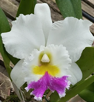 Blc. Pastoral Aniel Carnier