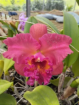 Blc. Suzuki Colossus