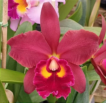 Blc. Vancini