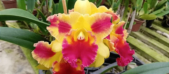 Blc. Verônica Serra