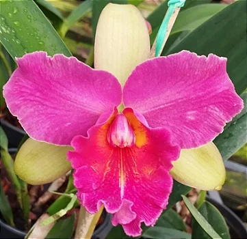 Blc. Waianaee Leopard x Blc. Chunyeah