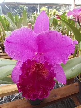 Blc. Yamanashi (mudas)