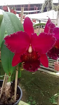 Blc. Chialin New City (mudas)