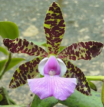 C. Aclandiae var. Cocobongo