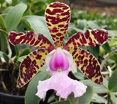 C. Aclandiae var. Cocobongo