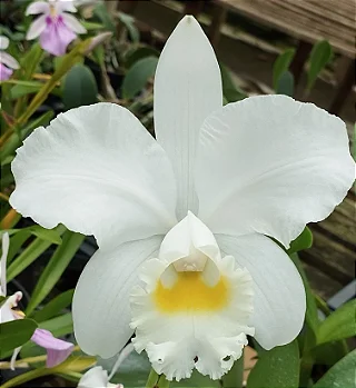 C. Francis x C. Loddigesii Alba