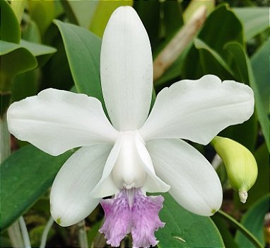 C. Intermédia coerulea (31)