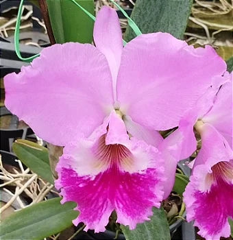 C. Labiata Tipo