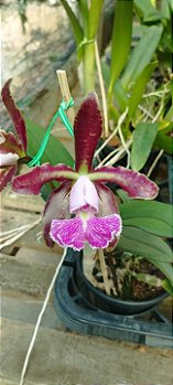 C. Schilleriana tipo (pouca pinta) (cód. 17)