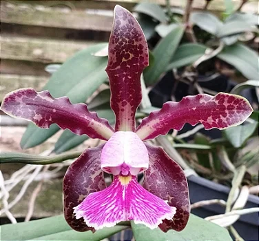 C. Schilleriana tipo