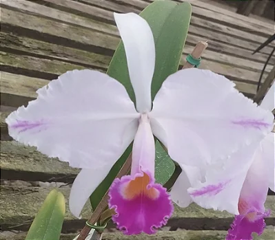 C. Trianae Flâmea Joãozinho x C. Trianae Flâmea Heitor