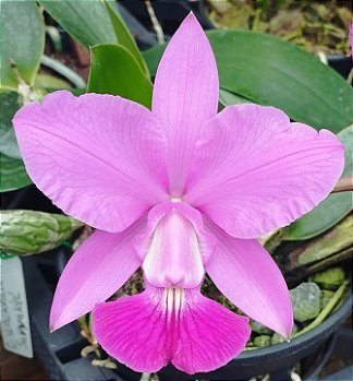 C. Walkeriana Saviakel