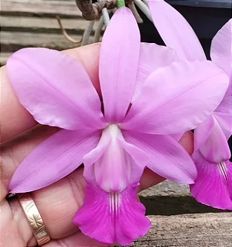 C. Walkeriana tipo