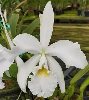 C. Warnerii Ricardo Bells x C. Warnerii Santa Teresa
