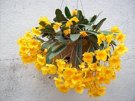Dendrobium Agregatum