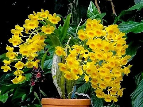 Dendrobium Chrysotoxum