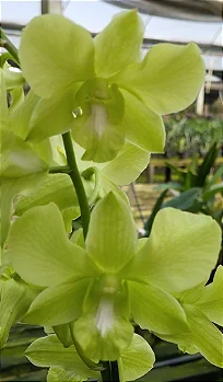 Denphal Verde Limão
