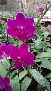 Doritaenopsis Rafael
