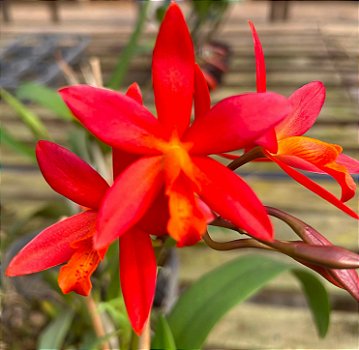 Ec. Orange Blaze